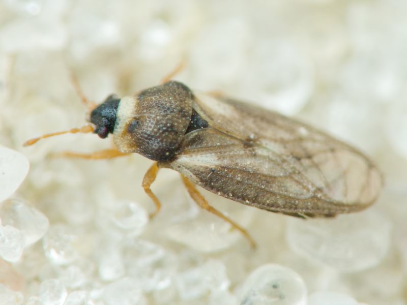Piesma capitatum (Wolff, 1804)